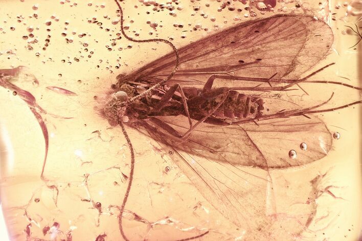 Detailed Fossil Caddisfly (Trichoptera) In Baltic Amber #372491
